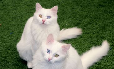 Günübirlik Van Gölü ve Akdamar Adası Masalı Turu